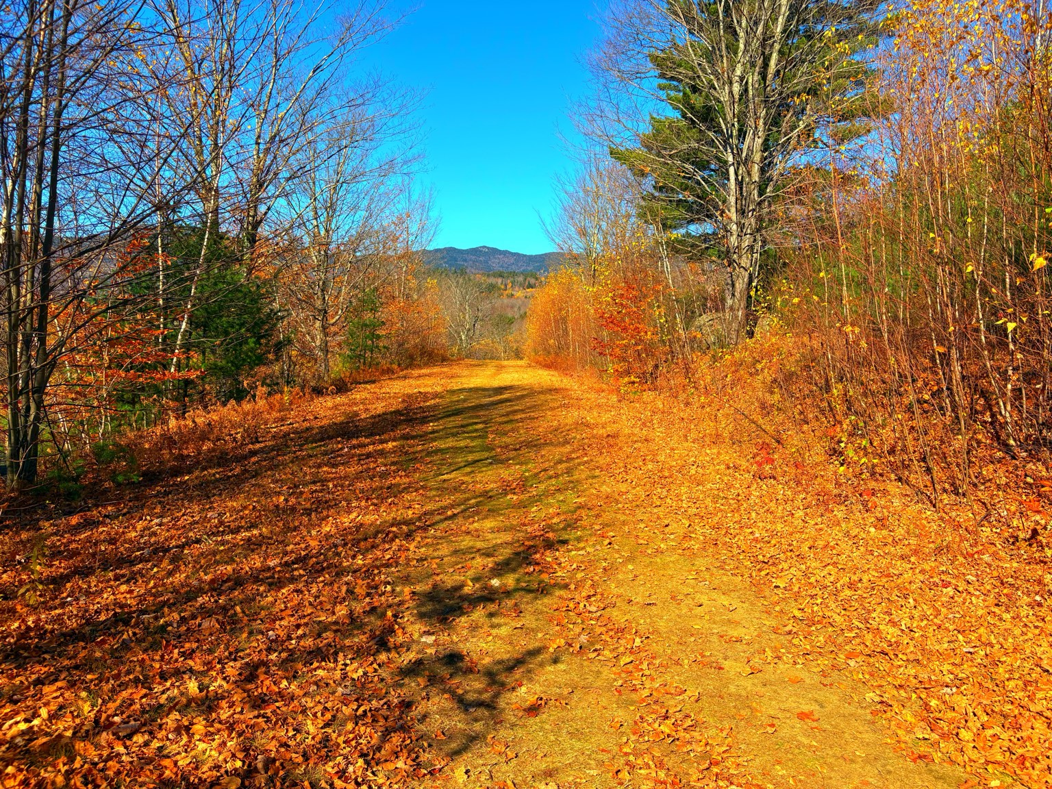 Autumn woodland trail at Boyce Hill