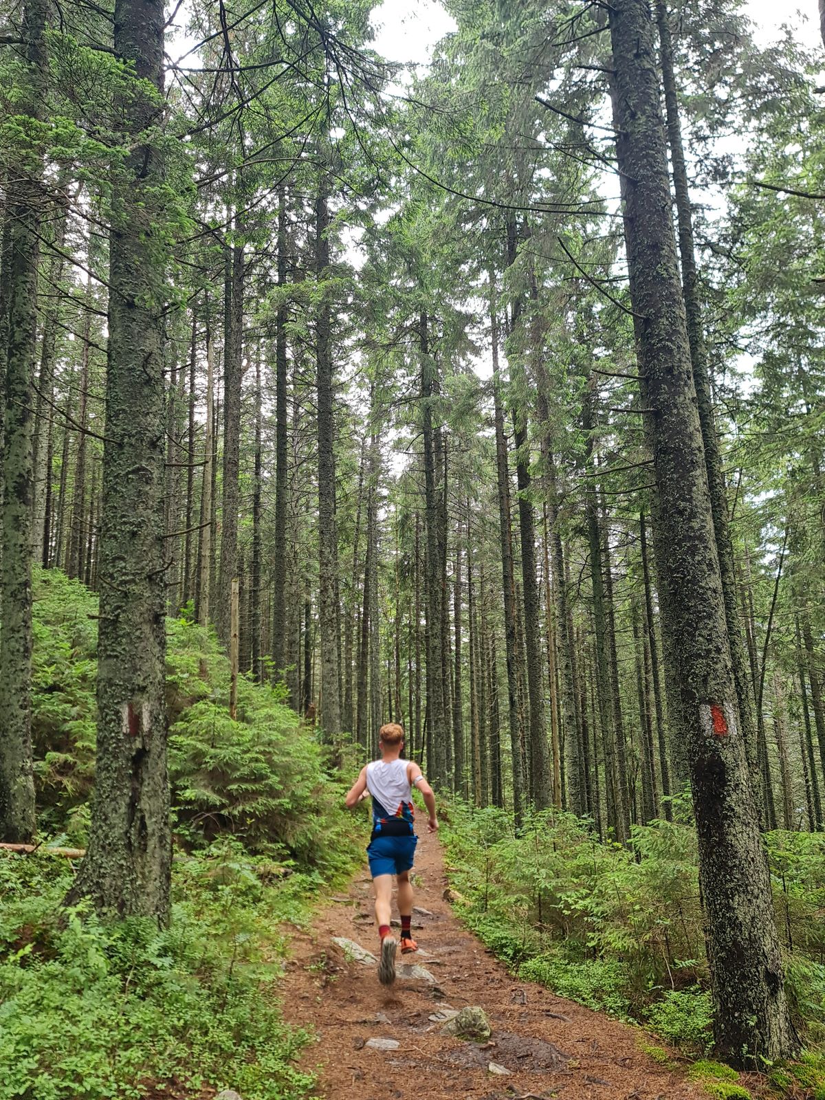 Trail runner moving through a lush forest