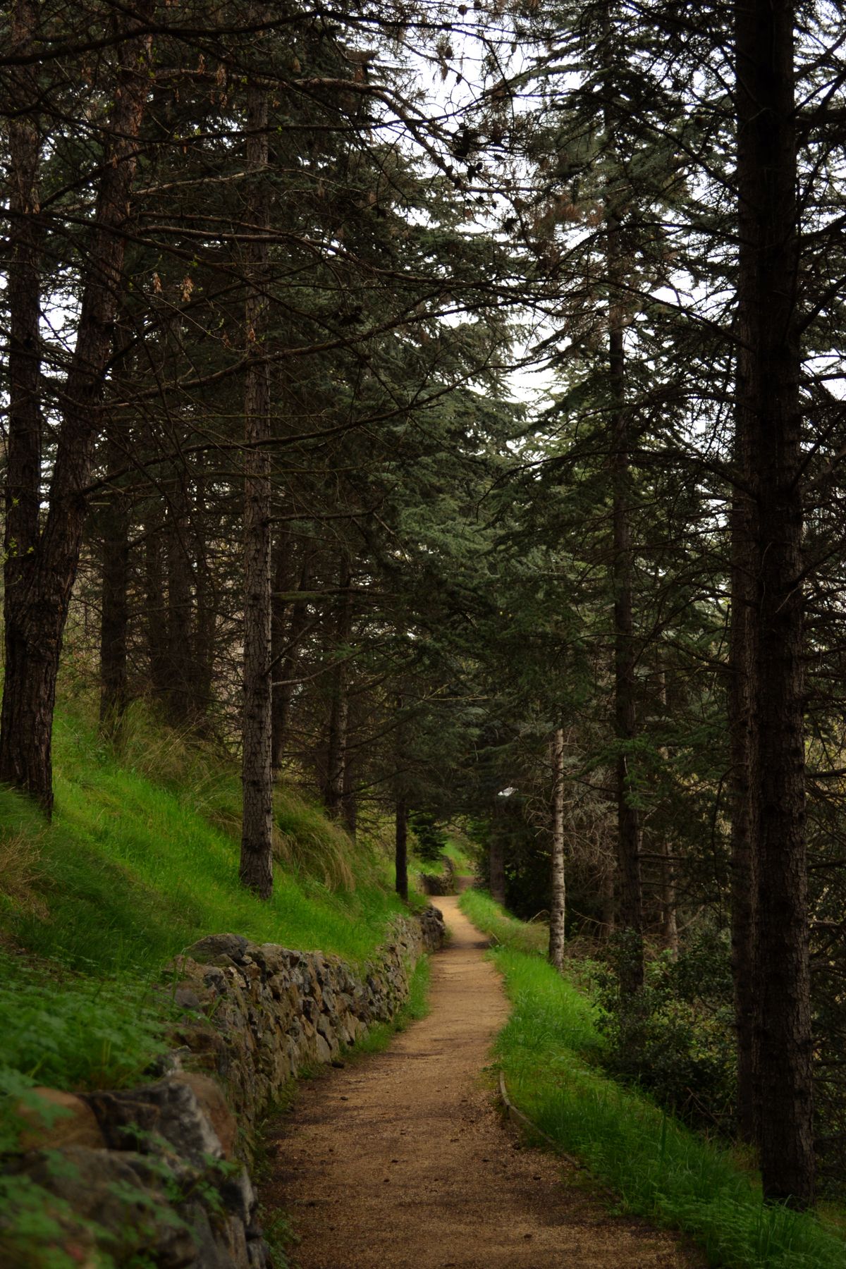 Wooded hiking trail winding through a green forest